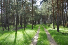 Pinar de Pola